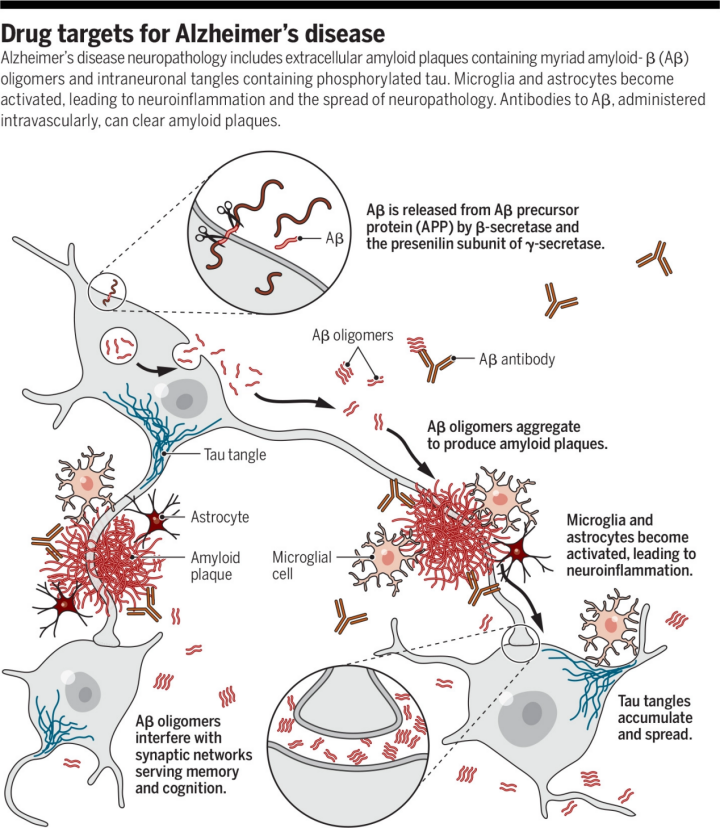 阿尔茨海默症药物研发，Aβ、Tau、免疫、基因疗法百花齐放