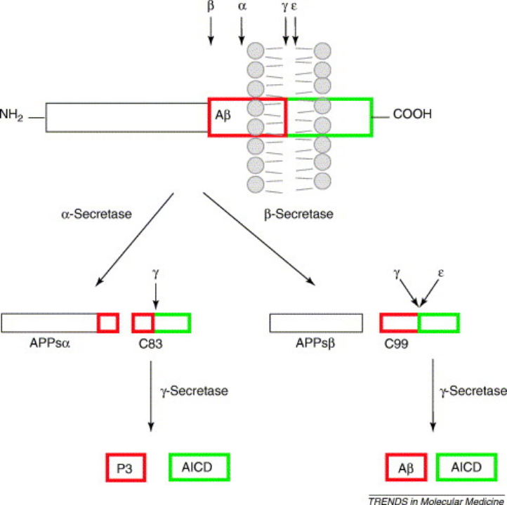 阿尔茨海默症药物研发，Aβ、Tau、免疫、基因疗法百花齐放